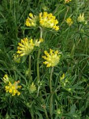 Úročník (Anthyllis L.)  