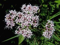 Kozlík horský (Valeriana montana L.)