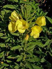 Pupalka rudokališní (Oenothera glazioviana M. Micheli)