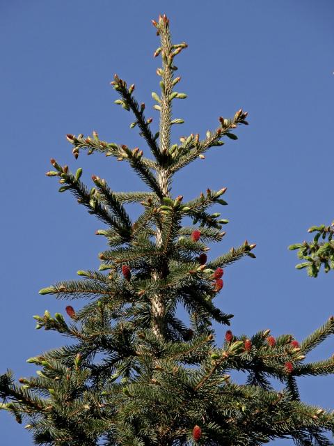 Smrk pichlavý (Picea pungens Engelm.)