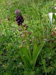 Modřenec chocholatý (Muscari comosum (L.) Mill.)