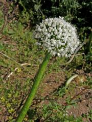 Cibule kuchyňská (Alium cepa L.)