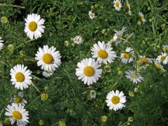 Rmen smrdutý (Anthemis cotula L.)