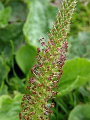 Jitrocel větší (Plantago major L.)