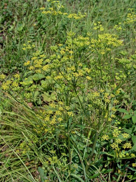 Pastinák setý (Pastinaca sativa L.)