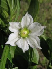 Paprika setá (Capsidum annuum L.)