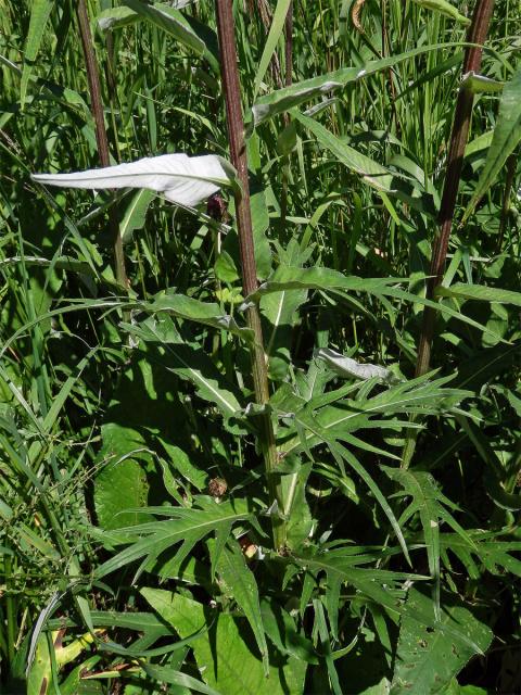 Pcháč různolistý (Cirsium heterophyllum (L.) Hill)