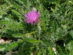 Pcháč bezlodyžný (Cirsium acaule Scop.)