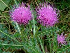 Pcháč bezlodyžný (Cirsium acaule Scop.)