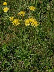 Škarda dvouletá (Crepis biennis L.)   