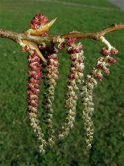 Topol černý (Populus nigra L.)   