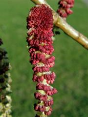 Topol černý (Populus nigra L.)