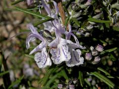 Rozmarýna lékařská (Rosmarinus officinalis L.)