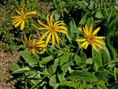 Prha (Arnica L.)