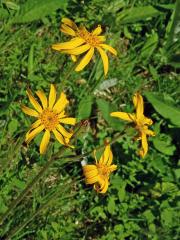 Prha arnika (chlumní) (Arnica montana L.)