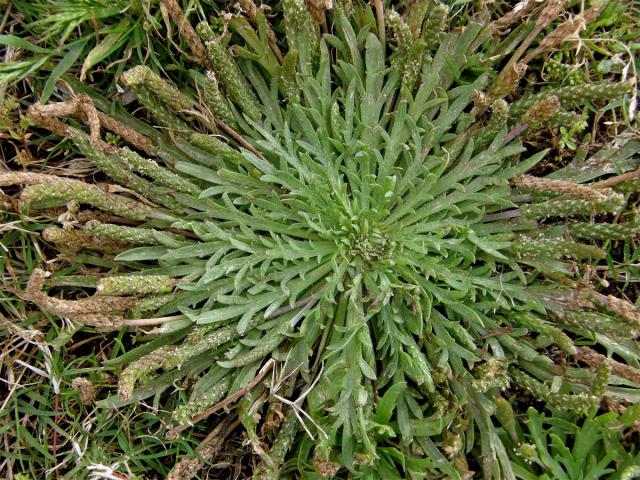 Jitrocel (Plantago serraria L.)