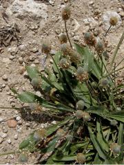 Jitrocel zaječí tlapka (Plantago lagopus L.)