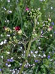 Krtičník hlíznatý (Scrophularia nodosa L.)