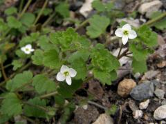 Rozrazil (Veronica cymbalaria L.)