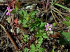 Kakost nachový (Geranium purpureum Vill.)