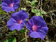 Povíjnice (Ipomoea hederacea (L.) Jacq.)