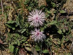 Chrpa (Centaurea aegialophila Wagenitz) 