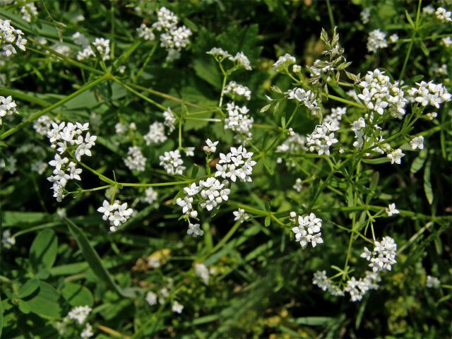 Svízel bahenní (Galium palustre L. s. str.)