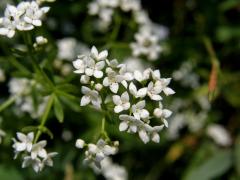 Svízel bahenní (Galium palustre L. s. str.)