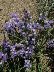 Limonka chobotnatá (Limonium sinuatum (L.) Mill.)