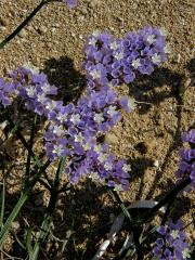 Limonka chobotnatá (Limonium sinuatum (L.) Mill.)