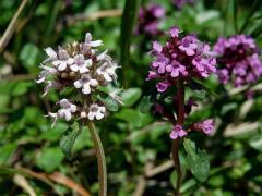 Mateřídouška ozdobná (Thymus pulcherrimus Schur in Fuss), světle zbarvené květy