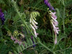 Vikev huňatá (Vicia villosa Roth) s růžovými květy (1a)