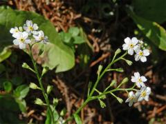 Pomněnka bahenní (Myosotis palustris (L.) L.) s květy bez barviva (1a)