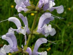 Šalvěj luční (Salvia pratensis L.) se světle modrými květy