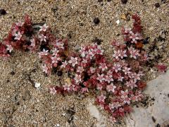 Rozchodník (Sedum caespitosum (Cavanilles) DC.)