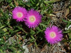 Kosmatcovník (Carpobrotus N.E. Br.) 