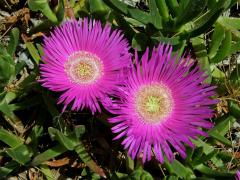 Kosmatcovník velkokvětý (Carpobrotus acinaciformis (L). L. Bolus)