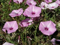 Svlačec proskurníkovitý (Convolvulus althaeoides L.)