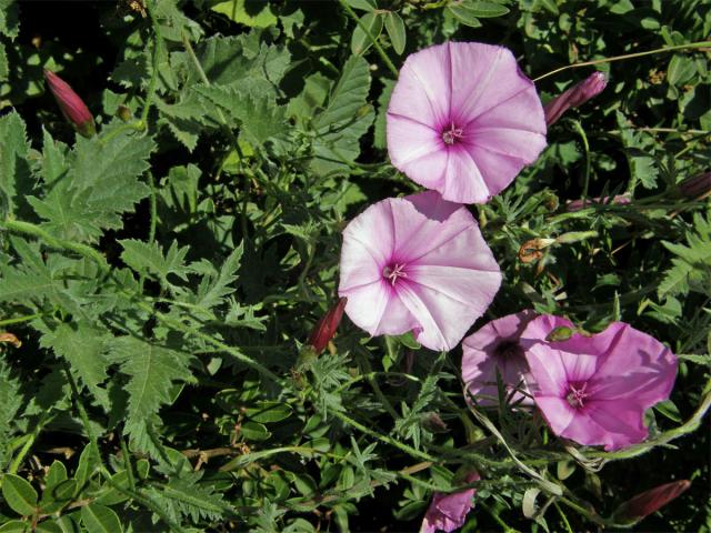 Svlačec proskurníkovitý (Convolvulus althaeoides L.)