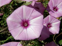 Svlačec proskurníkovitý (Convolvulus althaeoides L.)