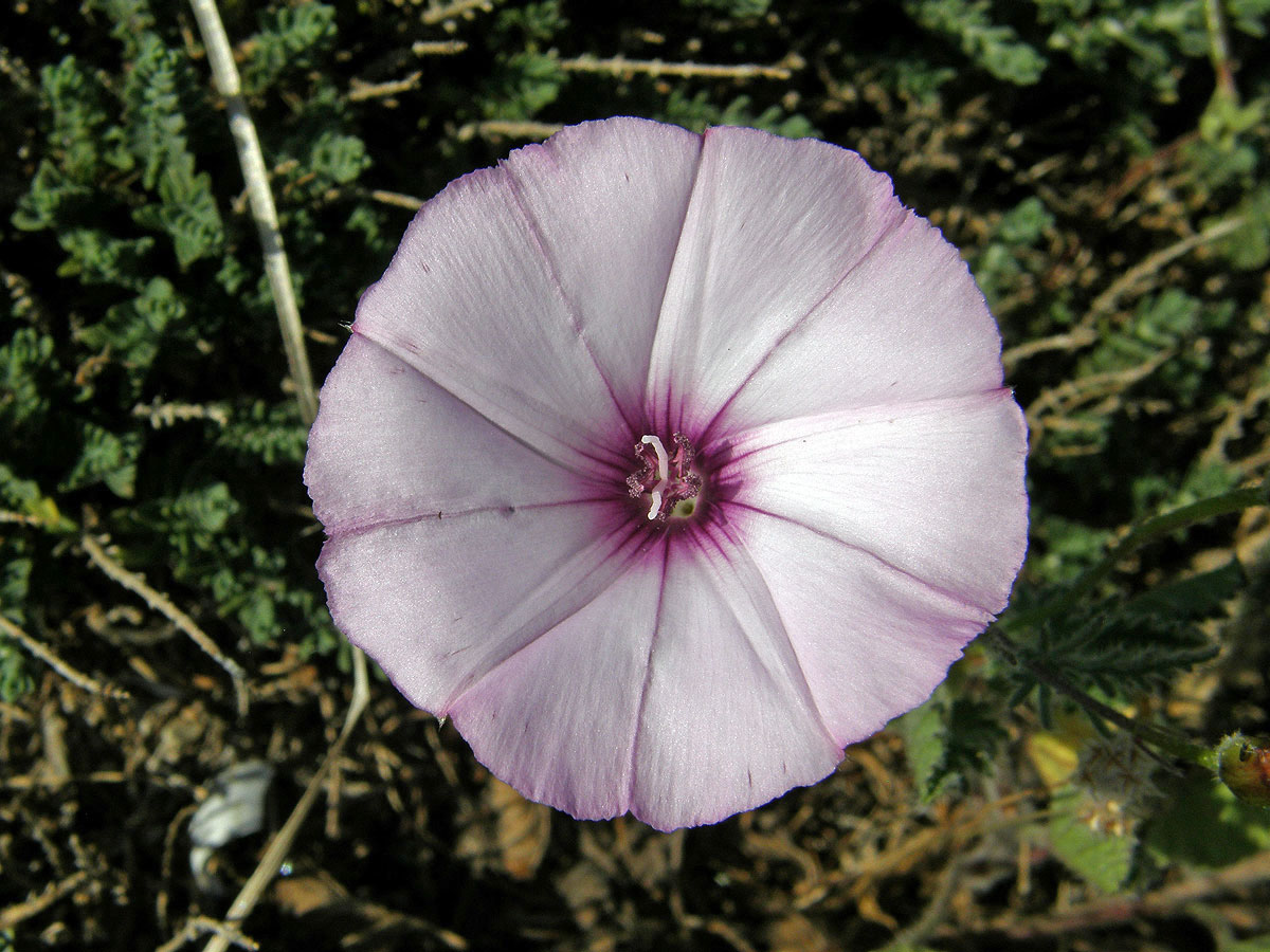 Svlačec proskurníkovitý (Convolvulus althaeoides L.)