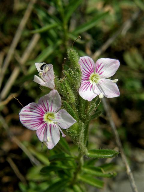 Rozrazil (Veronica fruticulosa L.)