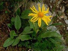 Kamzičník Clusiův (Doronicum clusii (All.) Tausch)