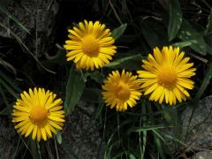 Kamzičník Clusiův (Doronicum clusii (All.) Tausch)