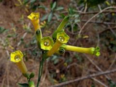 Tabák (Nicotiana glauca Graham)