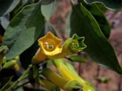 Tabák (Nicotiana glauca Graham)