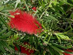 Štětkovec citrónový (Callistemon citrinus (Curtis) Skeel)