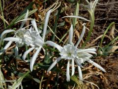 Lír pomořský (Pancratium angustifolium M. Roem.)