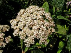 Kalina svraskalá (Viburnum rhitidophyllum Hemsley)