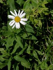 Kopretina okrouhlolistá (Leucanthemum waldsteinii (Schultz-Bip.) Pouzar)